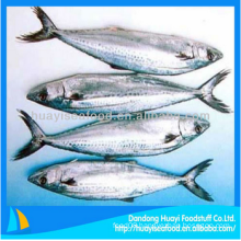 high quality frozen spanish mackerel in fish fresh seafood with best exporter